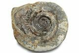 Jurassic Ammonite (Hildoceras) Fossil - England #284053-1